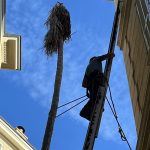 Felling of a palm tree in the middle of Monaco