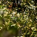 Les plantes qui résistent le mieux à la sécheresse à Monaco